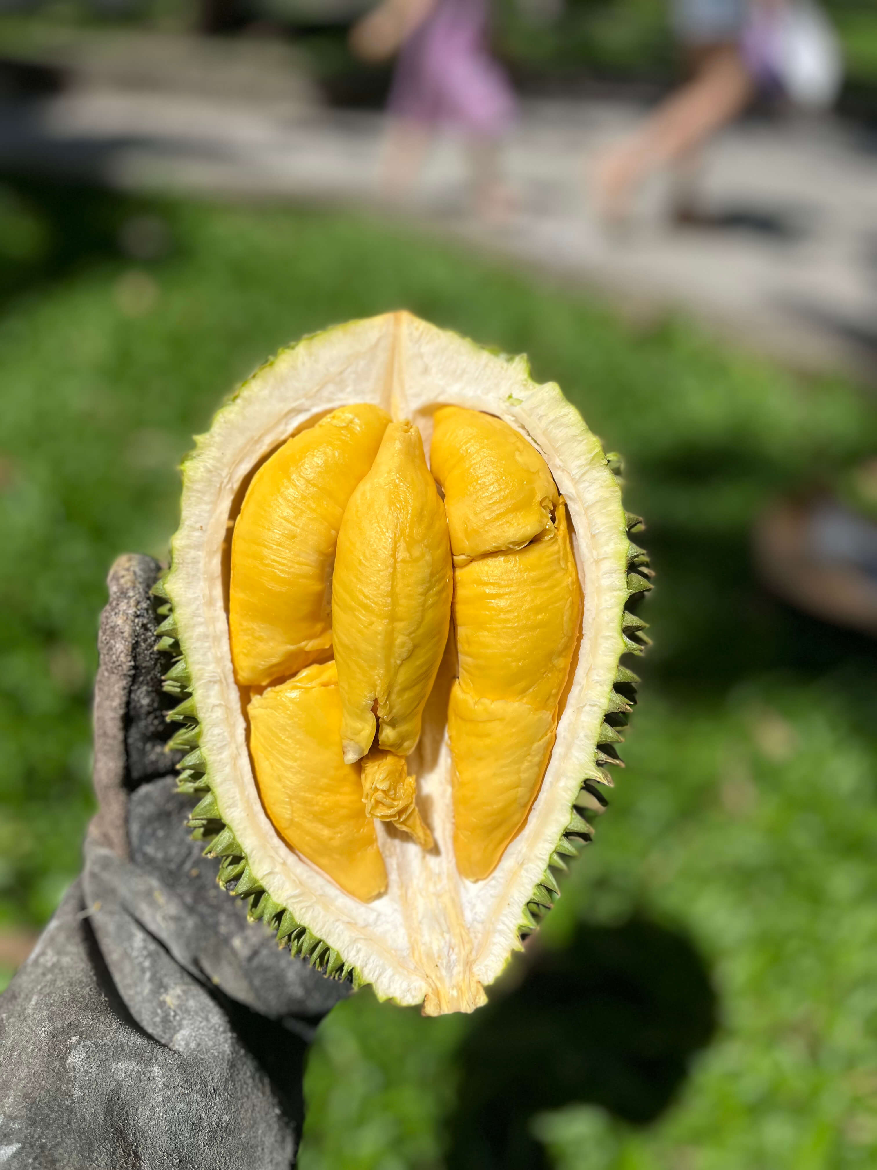 Musangking Miền Tây - Trái to